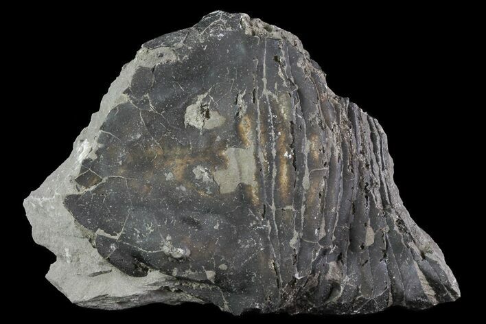 Partial Trimerus Trilobite - New York #68575